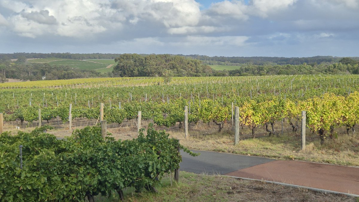 taipan168 tweet media