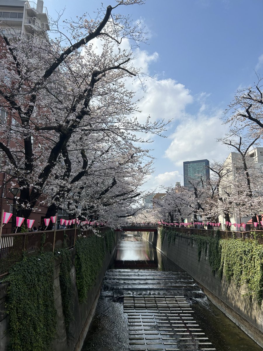 _nono______'s tweet photo. 벚꽃이 활짝 폈어요🌸 https://t.co/22gvpnxIDA