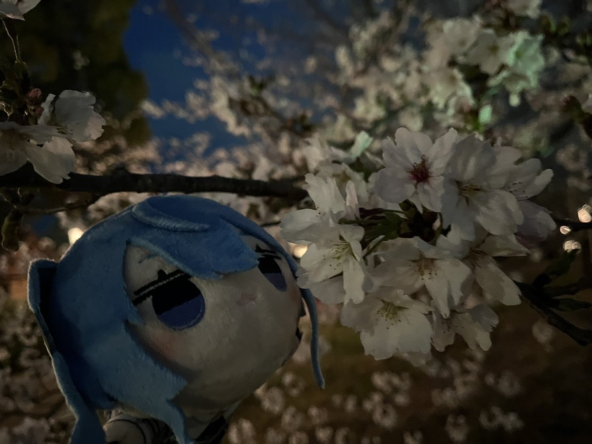 Vert/ヴェール tweet media