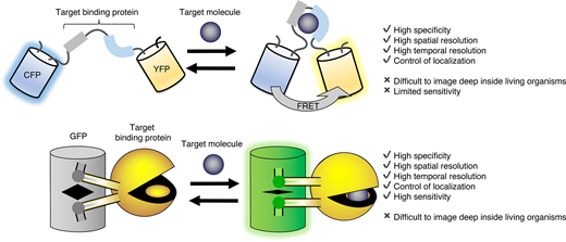 PPPublishing's tweet photo. How can we see metabolism in living systems? This article in The Biochemist explores how biosensors, from enzyme electrodes to fluorescent proteins, illuminate metabolic dynamics in vivo. https://t.co/cutWng7BqJ https://t.co/YeQSMqITeM