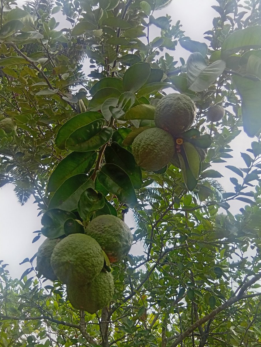 Achórdey4you🧸 tweet media