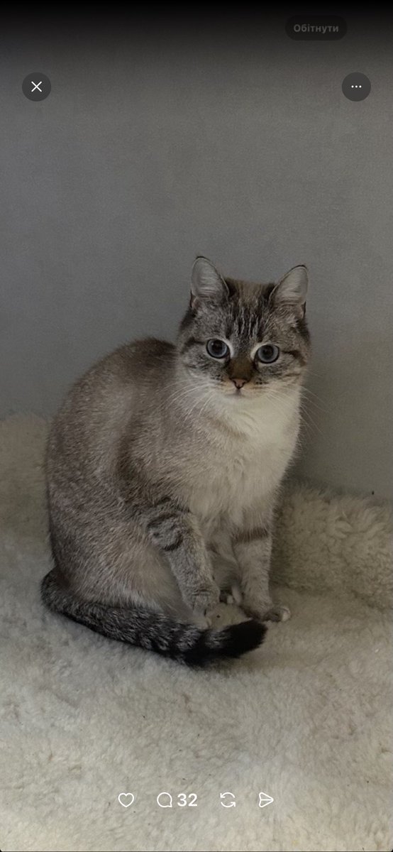 Котик шукає дім (Київ)

Хлопчик, 4 роки, звати Фунтік. Дуже ласкавий, контактний і ніжний ❤️
Любить людей і купатися 
Лоток знає
Охайний, без проблем у поведінці
Причина віддачі-алергія
Звертайтеся за номером 0984767292 💌