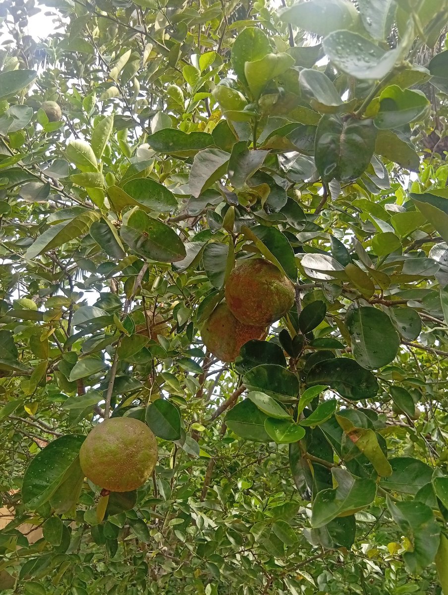 Achórdey4you🧸 tweet media