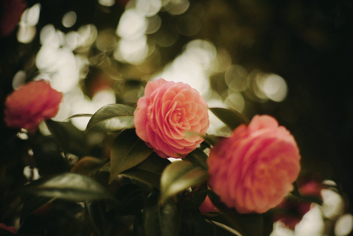 Lamp🪔 tweet media