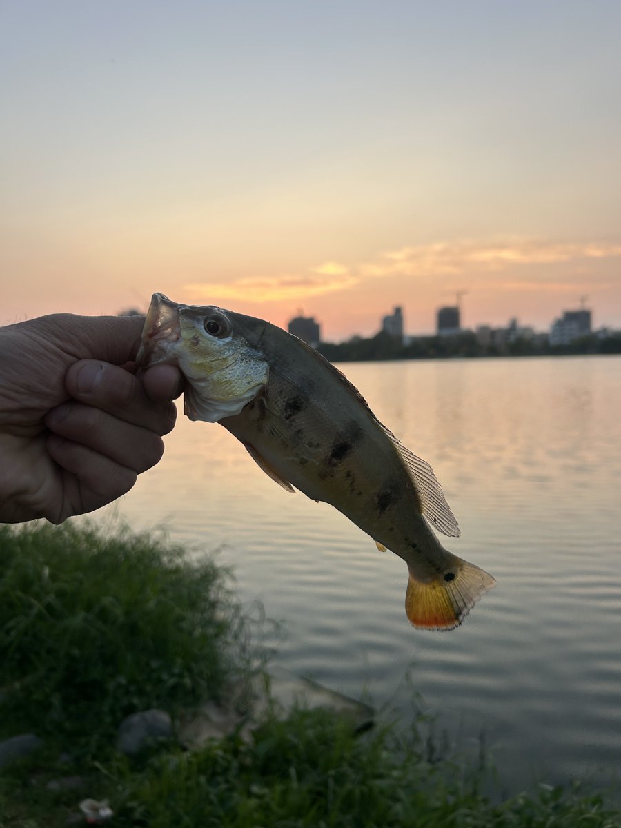 濱原 颯道　I AM YOUR RIDER tweet media