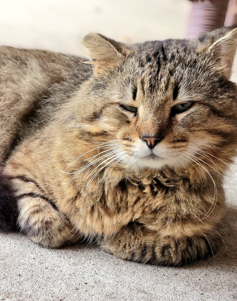 Donna McAdams tweet media