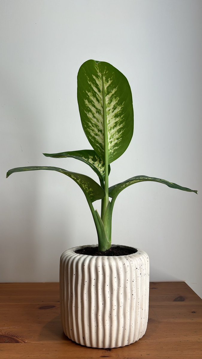 لمارينا tweet media