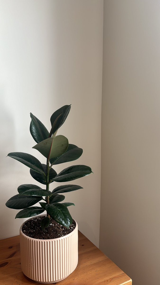 لمارينا tweet media