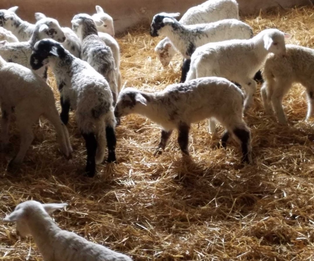 Annarosa🦋🐞 tweet media