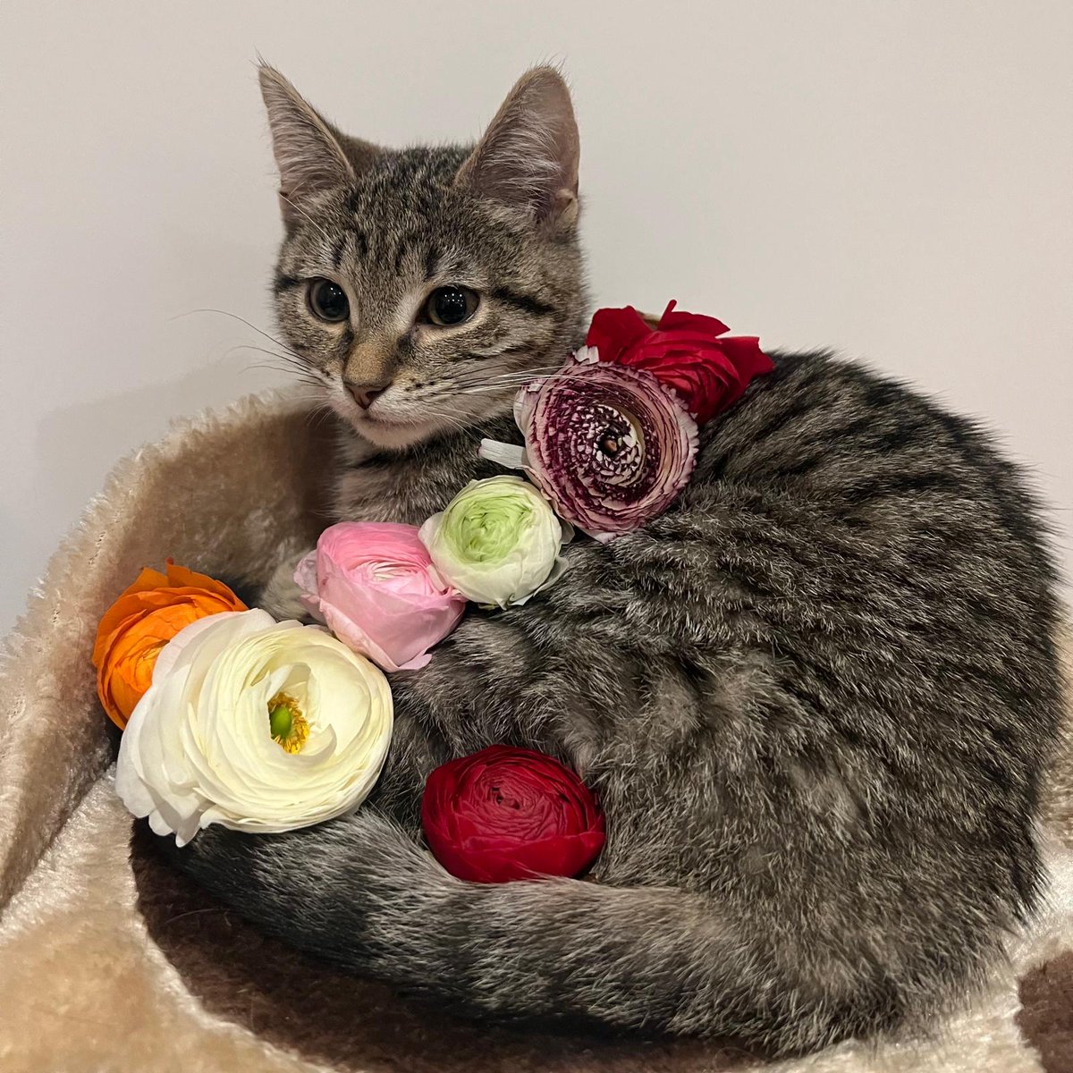 SPECR_cat tweet media