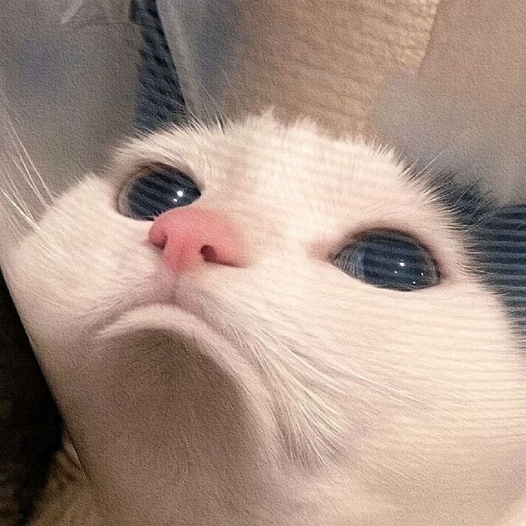 𝐀͟𝐥͟𝐟͟𝐚͟𝐫͟𝐞͟𝐥͟ ͟𝐁͟𝐨͟𝐥͟𝐮͟𝐬͟𝐮͟𝐬͟𝐮 tweet media