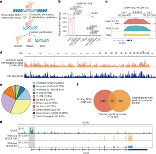 EpigenomeTech's tweet photo. Epigenetics Update - An EGFR co-amplified lncRNA HELDR promotes glioblastoma malignancy through KAT7-driven gene programs https://t.co/uCwKnvAbSR

Xiaozhou Yu &amp; Bo Hu/Shi-Yuan Cheng @NUFeinbergMed in Nat Cell Biol

#Epigenetics #KAT7A #lncRNA #GBM
---

https://t.co/WmSYDGWPJD https://t.co/LLFBLyqhOi