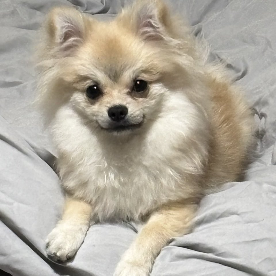 そらみなと🐕 6.27バースデー tweet media