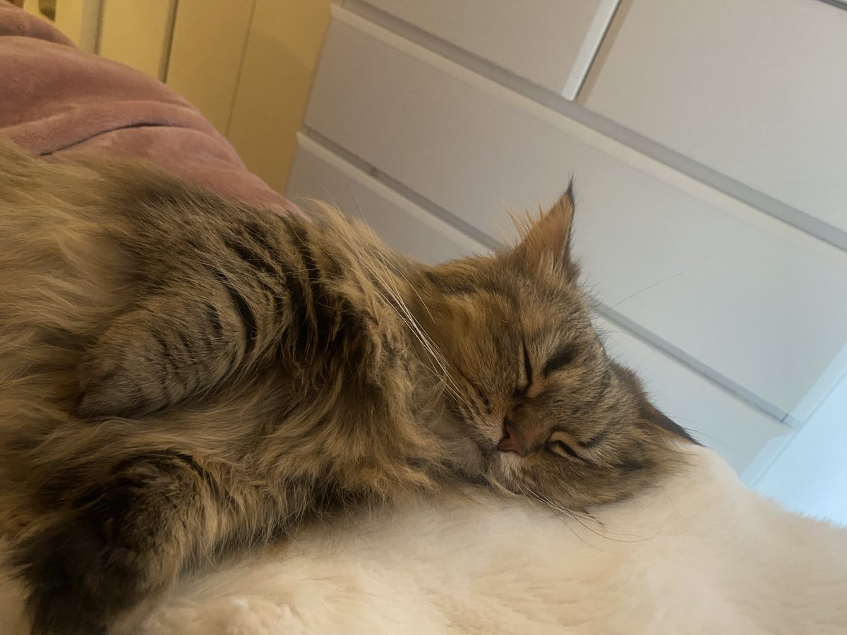 M_thEnd2's tweet photo. 起きたら隣にこの子がいる世界線🐈 https://t.co/eN1KheSJcv