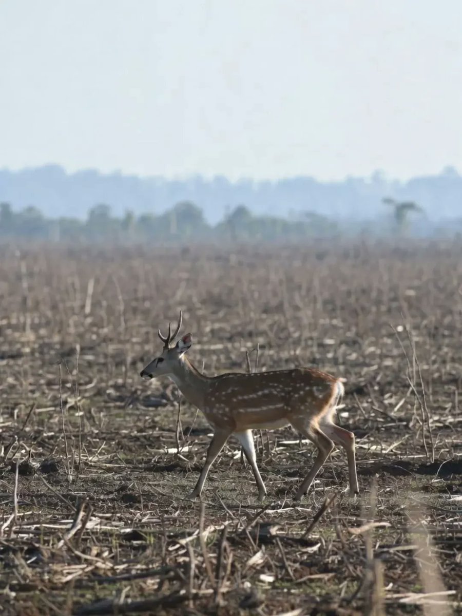 Sumatera Adil & Federal tweet media