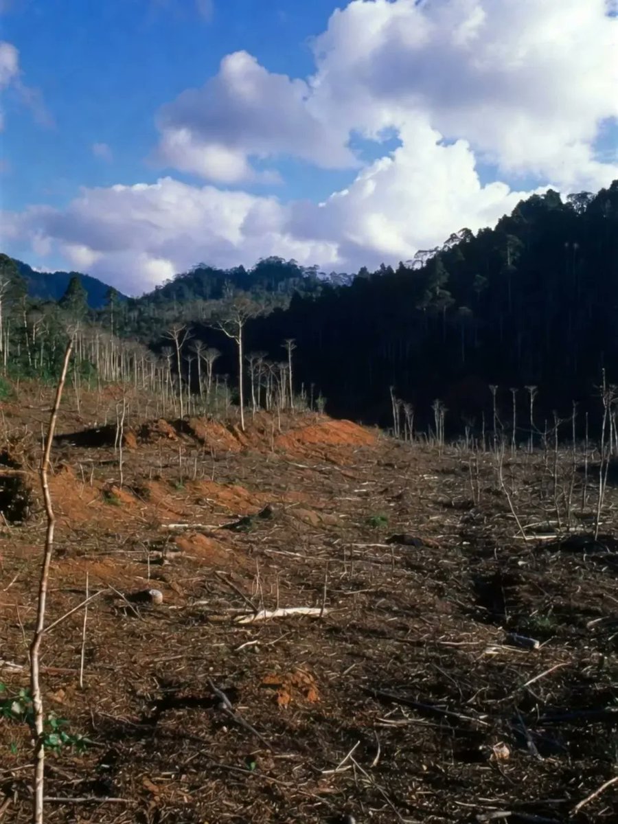 Sumatera Adil & Federal tweet media