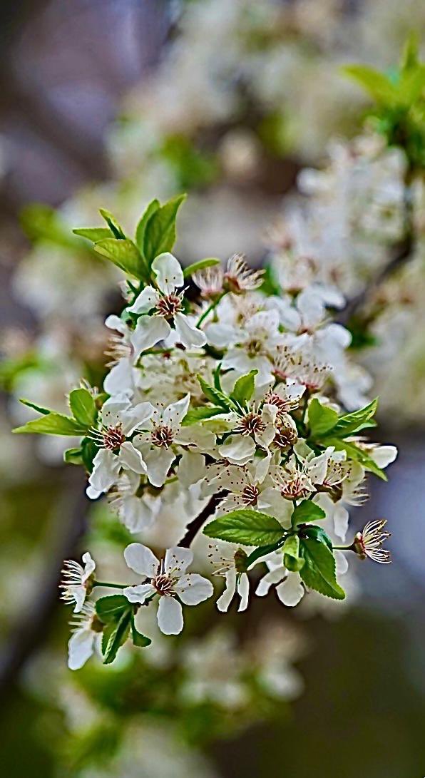 Hayra karşı….🤲🤲…..

BAHAR ; RENKLERİ , NEŞESİ , DİRİLİŞ HEVESİYLE GÖNLÜNÜZDE… ŞÜKÜRLE…

Güzel bir haftaya 

Aşk ile gülümse lütfen