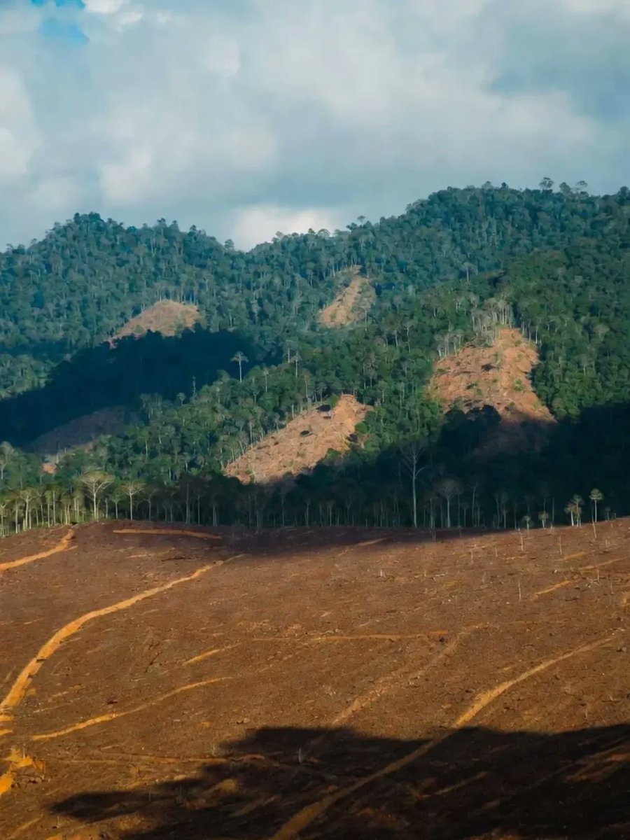 Sumatera Adil & Federal tweet media