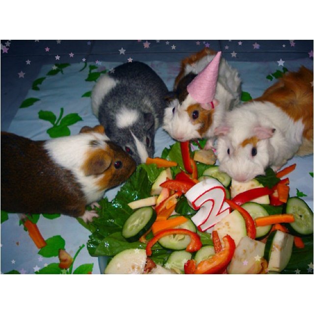 기니피그 아카이브 tweet media