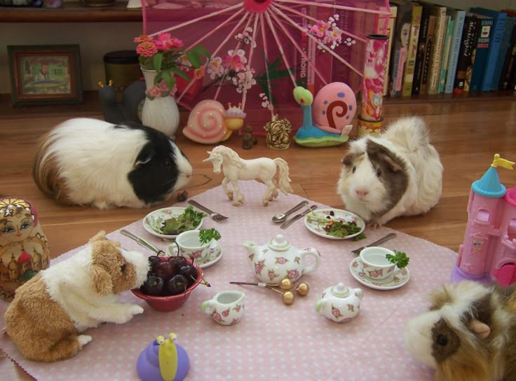 기니피그 아카이브 tweet media