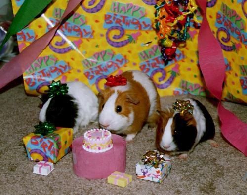 기니피그 아카이브 tweet media