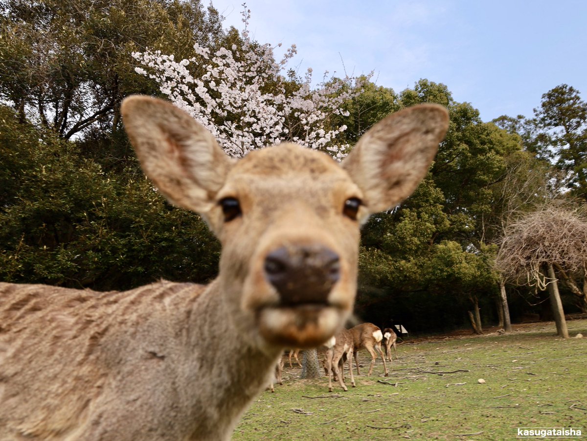 春日大社 kasugataisha shrine tweet media