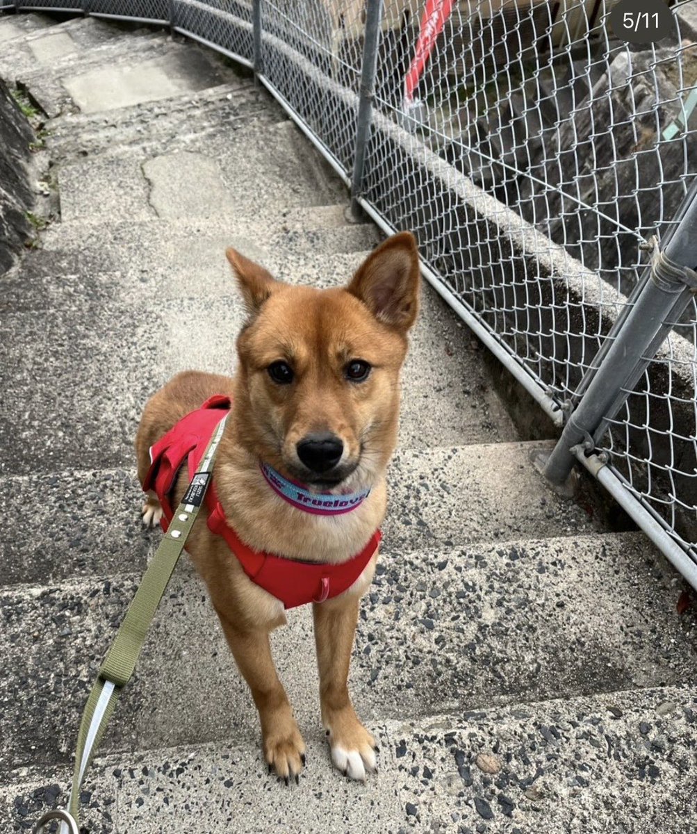 【迷子犬を探しています‼️】

広島県東広島市西大沢一丁目付近にて

3月28日から行方不明になりました💦

目撃した方はリプライやDMをいただけますと幸いです🙇‍♂️

名前：リリ
性別：メス（避妊済）
年齢：3歳
特徴：和犬ミックス
　　　体重12キロ
　　　赤いハーネス着用
　　　臆病