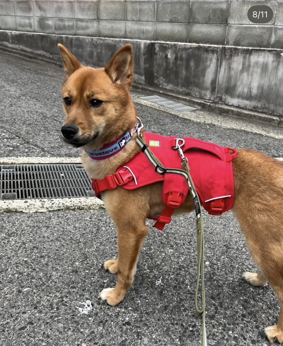 privateeye_pet's tweet photo. 【迷子犬を探しています‼️】

広島県東広島市西大沢一丁目付近にて

3月28日から行方不明になりました💦

目撃した方はリプライやDMをいただけますと幸いです🙇‍♂️

名前：リリ
性別：メス（避妊済）
年齢：3歳
特徴：和犬ミックス
　　　体重12キロ
　　　赤いハーネス着用
　　　臆病
　　　犬には近寄っていく

#迷子犬 #犬 #迷い犬 #広島県 #東広島市 #西大沢 #拡散希望 #迷子ペットを守りたい