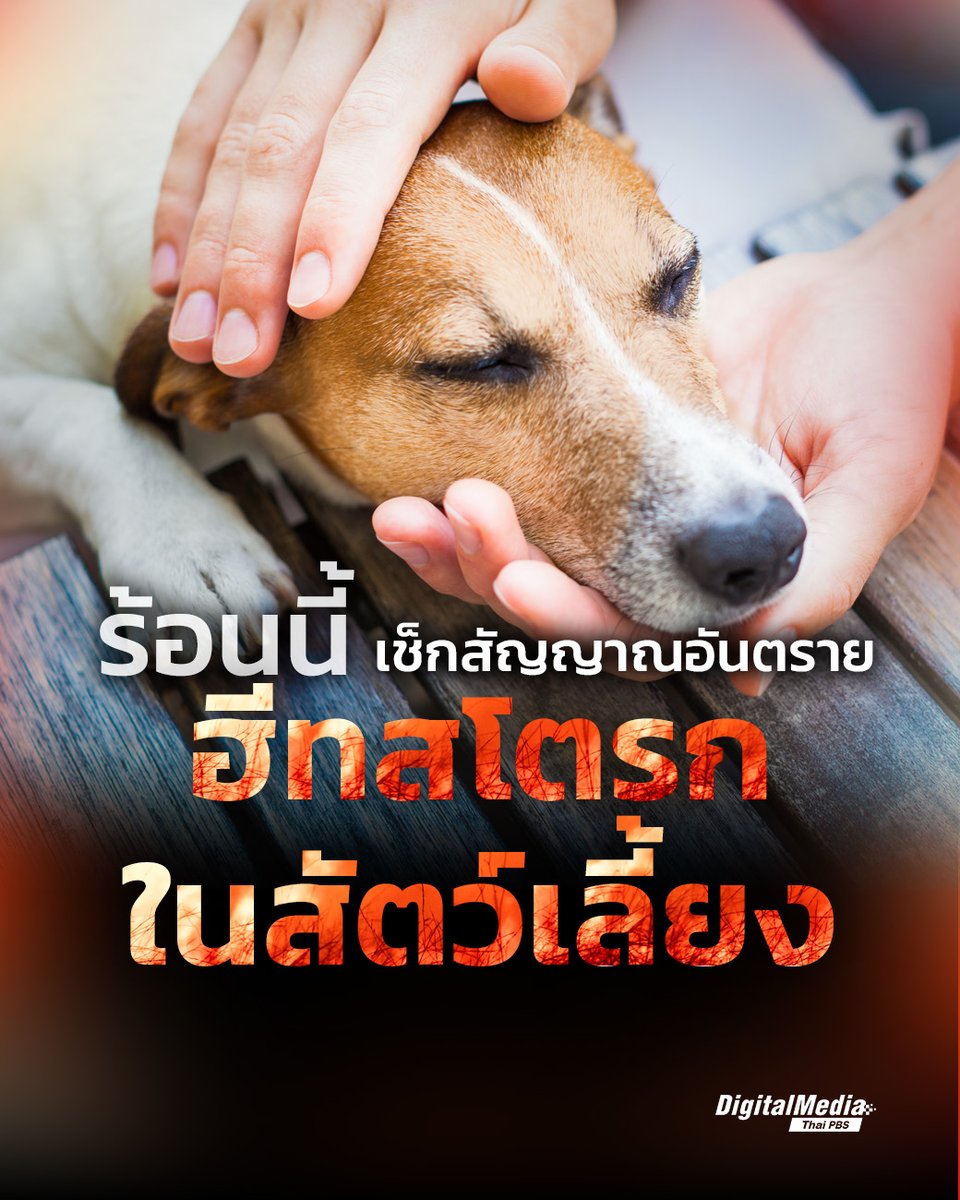 Thai PBS tweet media