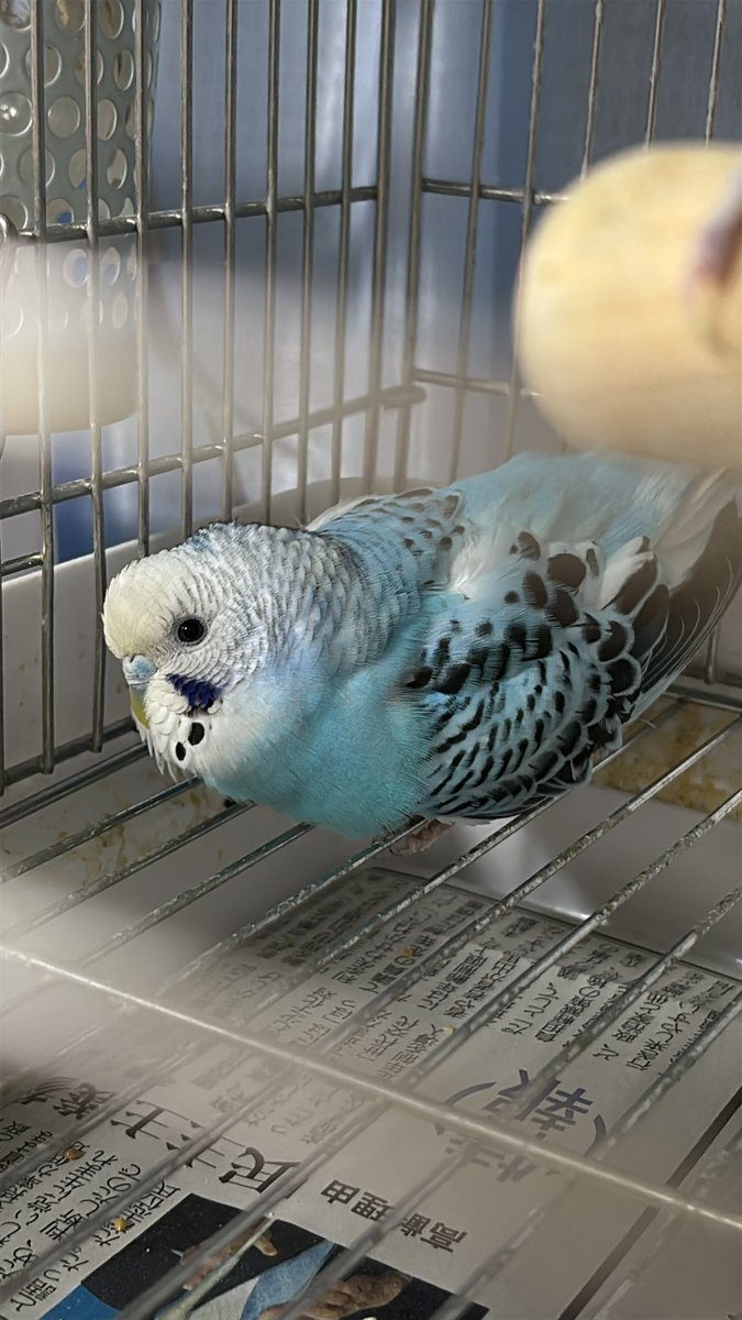 ともこ🐦 🕊オカメも新加入🦜Don't DM me! インコ垢専用です tweet media