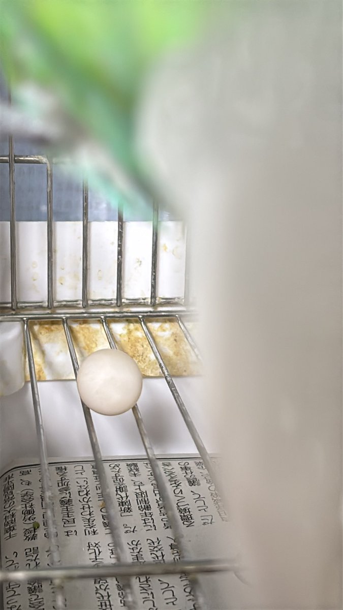 ともこ🐦 🕊オカメも新加入🦜Don't DM me! インコ垢専用です tweet media