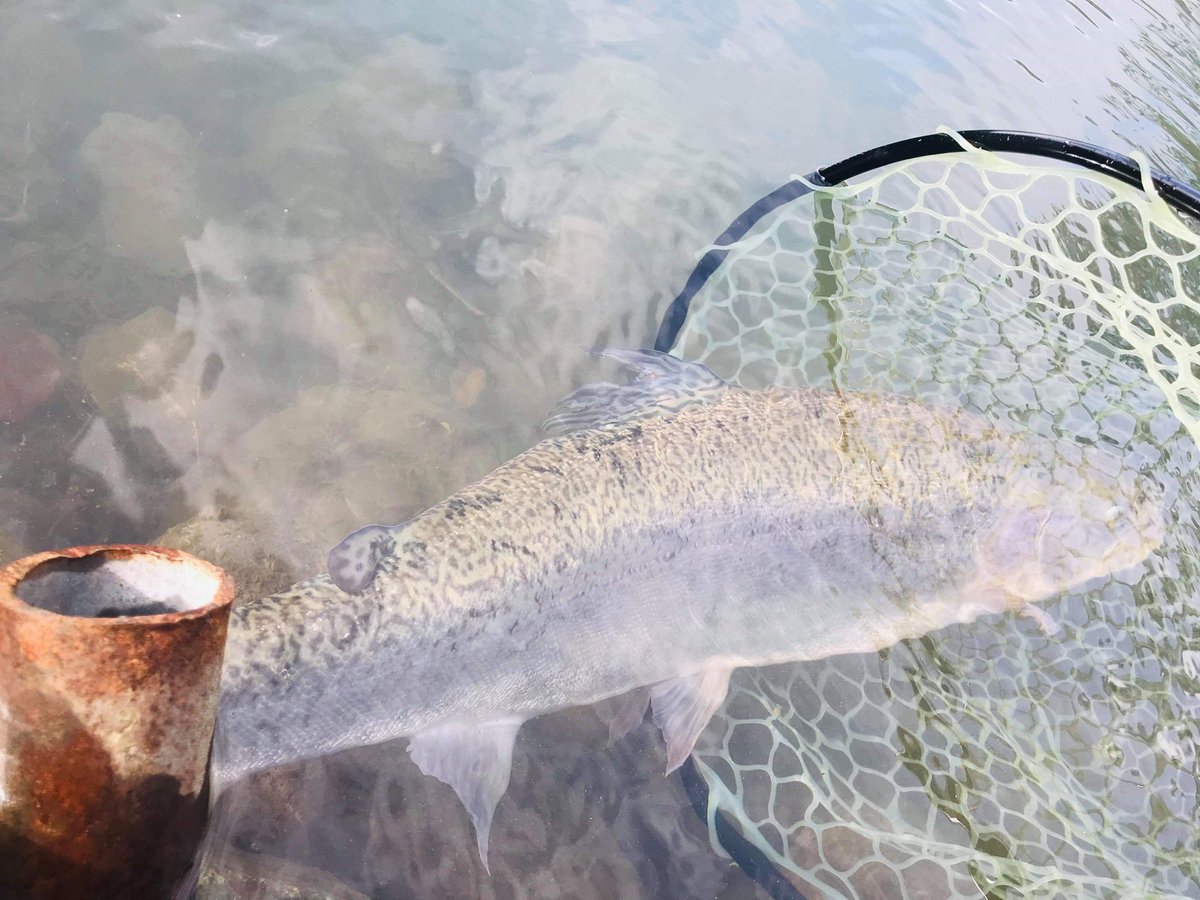 蛇尾川フィッシングパーク tweet media