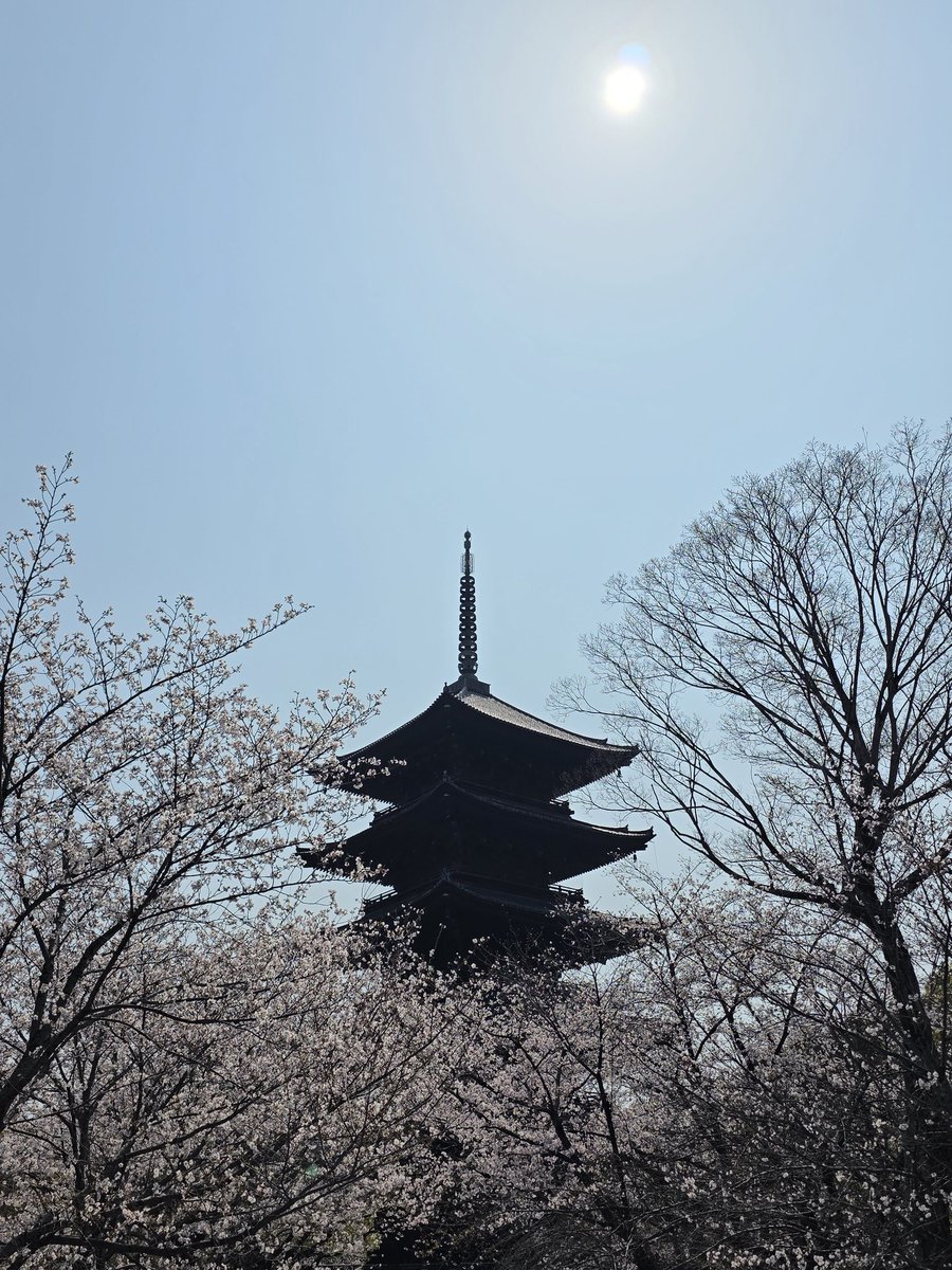 lovecat0624's tweet photo. 東寺行ってきた
五重塔も仏像も凄かったけど桜もめっちゃ綺麗やし混んでないし良き良き https://t.co/xGmHZTnXxM