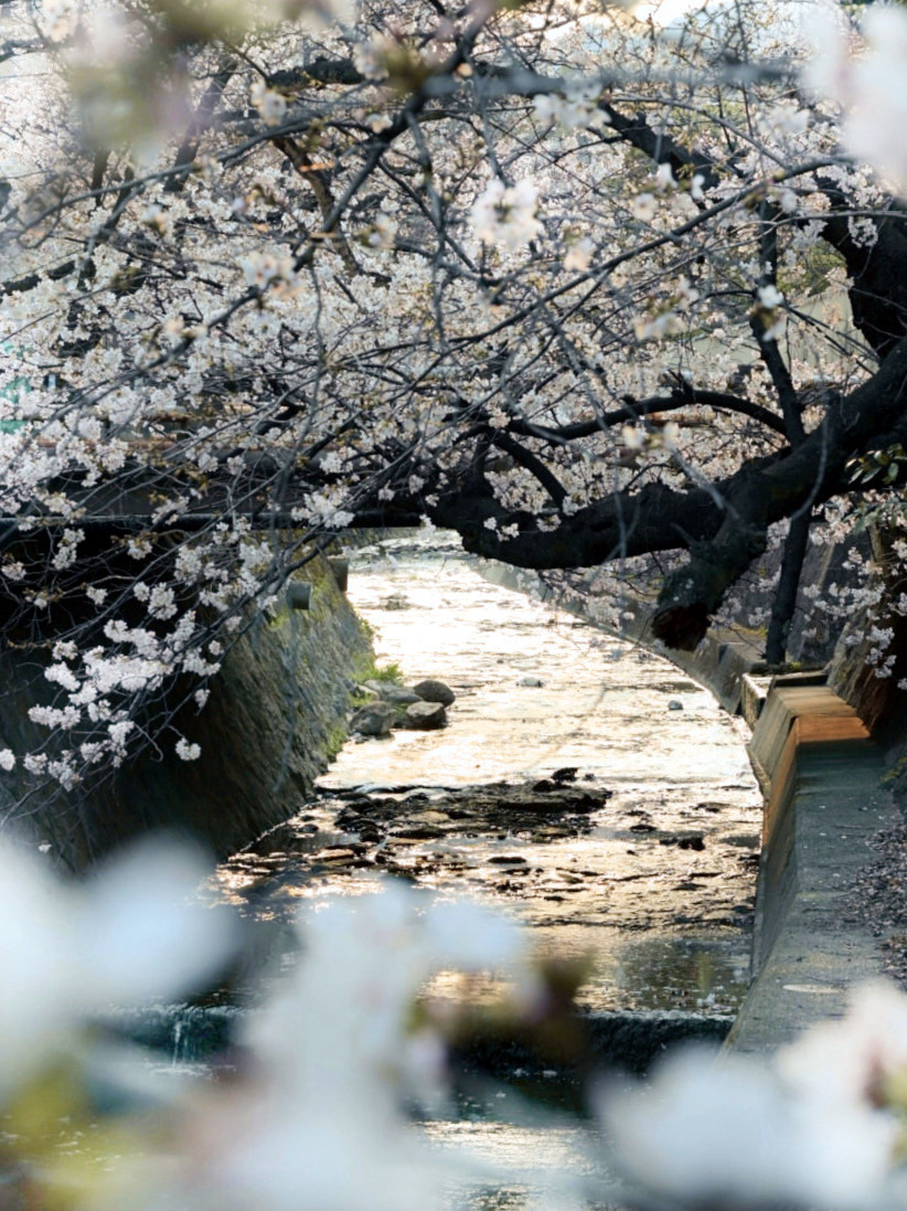 めぐ｜写真 tweet media