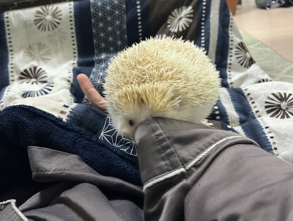 ちいつな tweet media