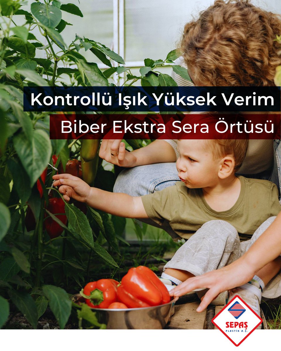 Biber üretiminde doğru sera örtüsü; verim, kalite ve sezon süresi açısından belirleyici rol oynar. 🌶️

Serada mikro iklim kontrolünü destekler, bitki stresini azaltır ve daha homojen ürün elde edilmesini sağlar.

#Sepaş