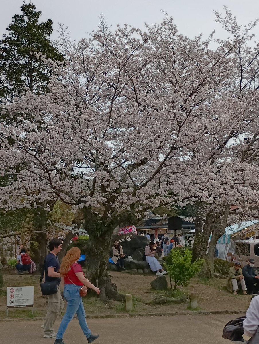 Gbob0925's tweet photo. 円山公園に新しく出来たスタバに行ってみた。
#スタバ　#円山公園　#花見　#桜 https://t.co/bAWtC49Yko