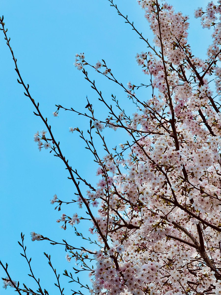 Katsuhiro Harada tweet media