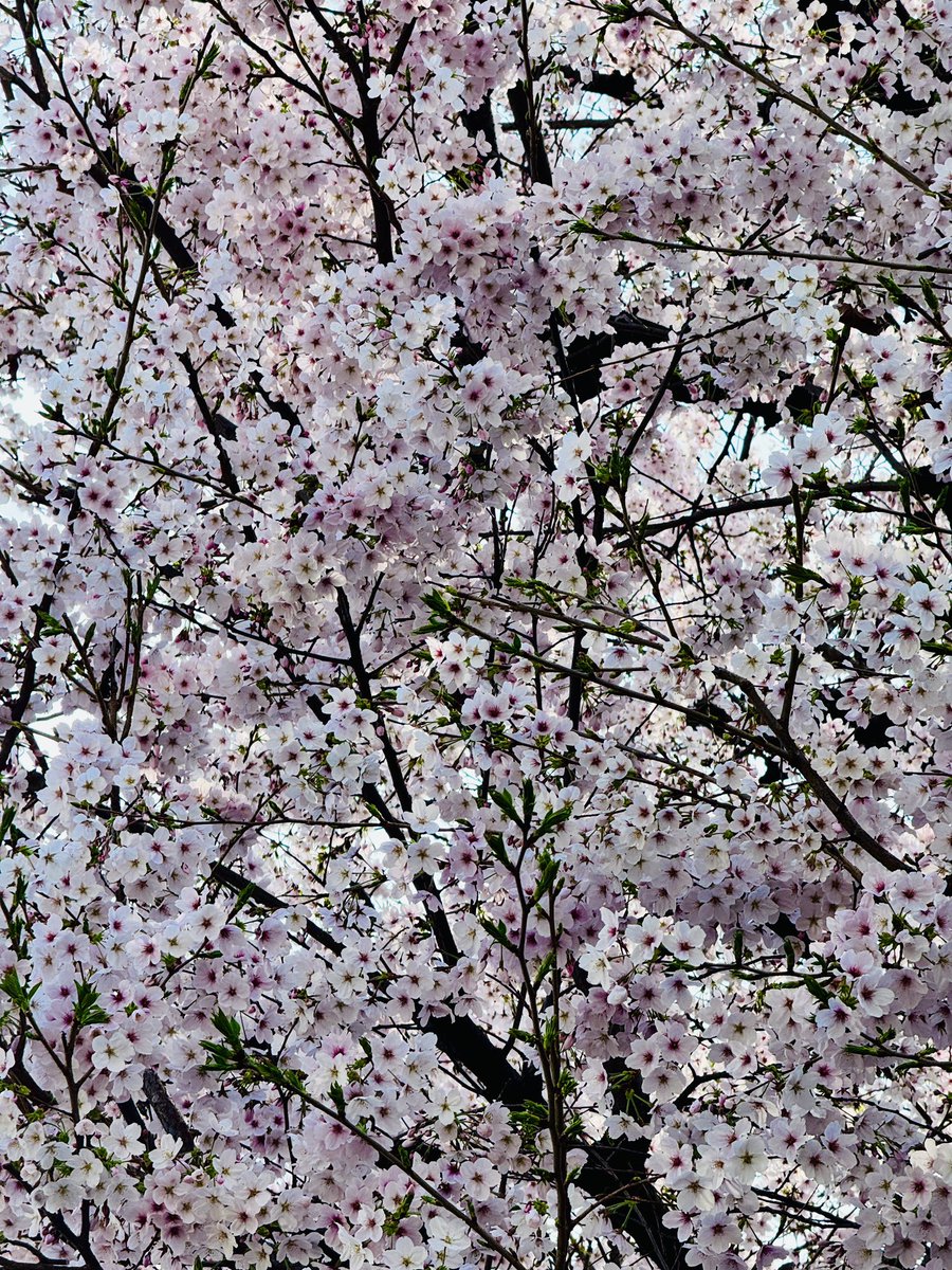 Katsuhiro Harada tweet media