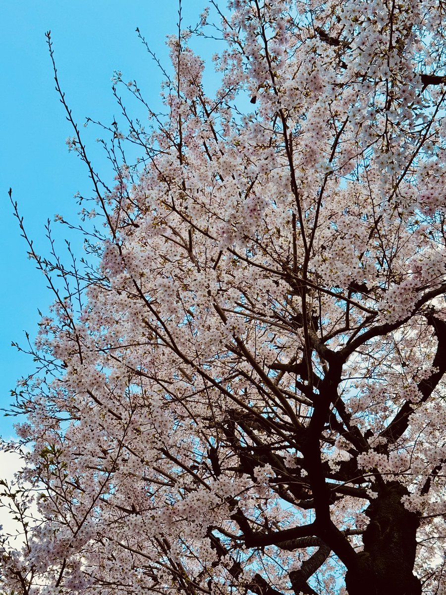 Katsuhiro Harada tweet media