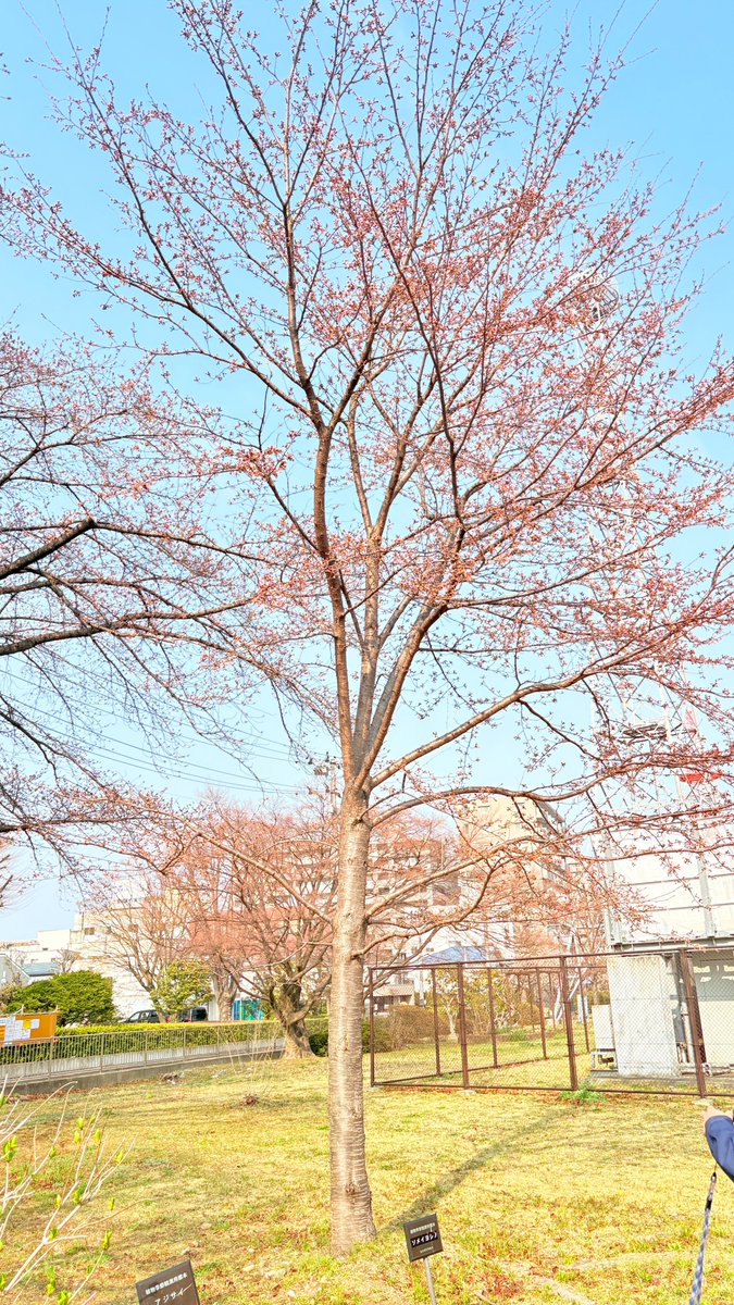 仙台管区気象台 tweet media