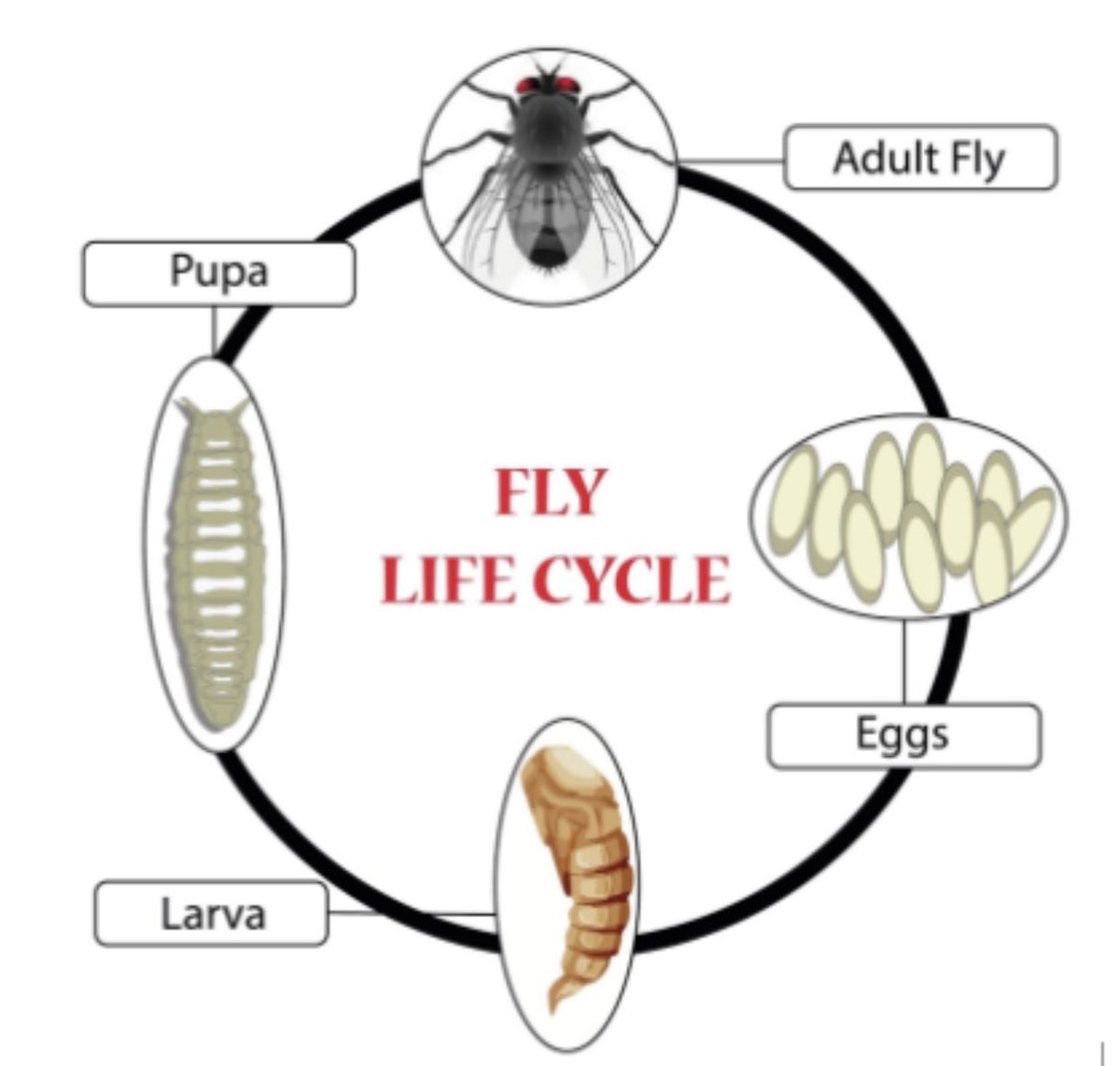 د.رضا بخش dr.bakhsh tweet media