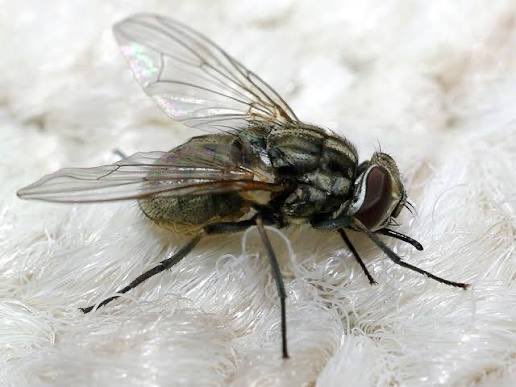 د.رضا بخش dr.bakhsh tweet media