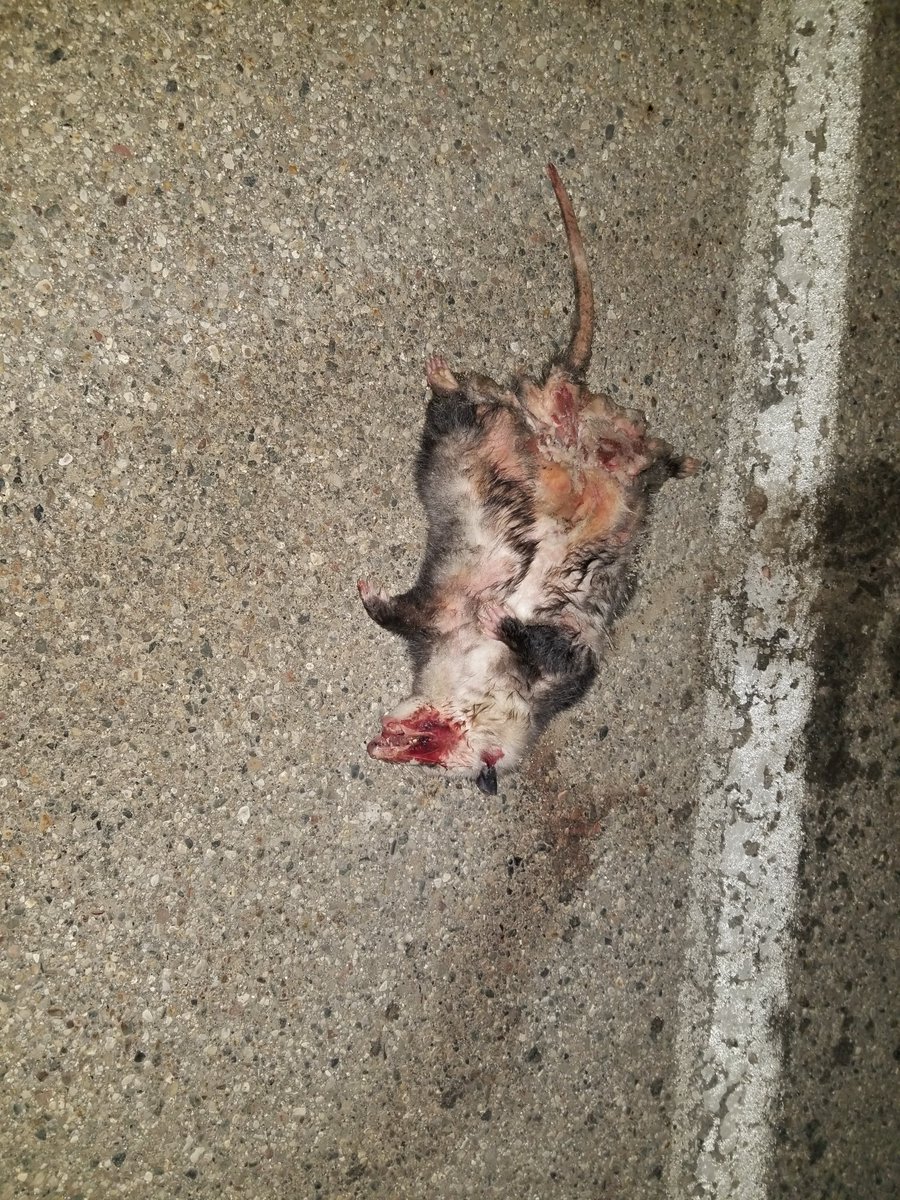 JamesBeans111's tweet photo. #roadkilll #photography #michigan https://t.co/ILK3HRue7U