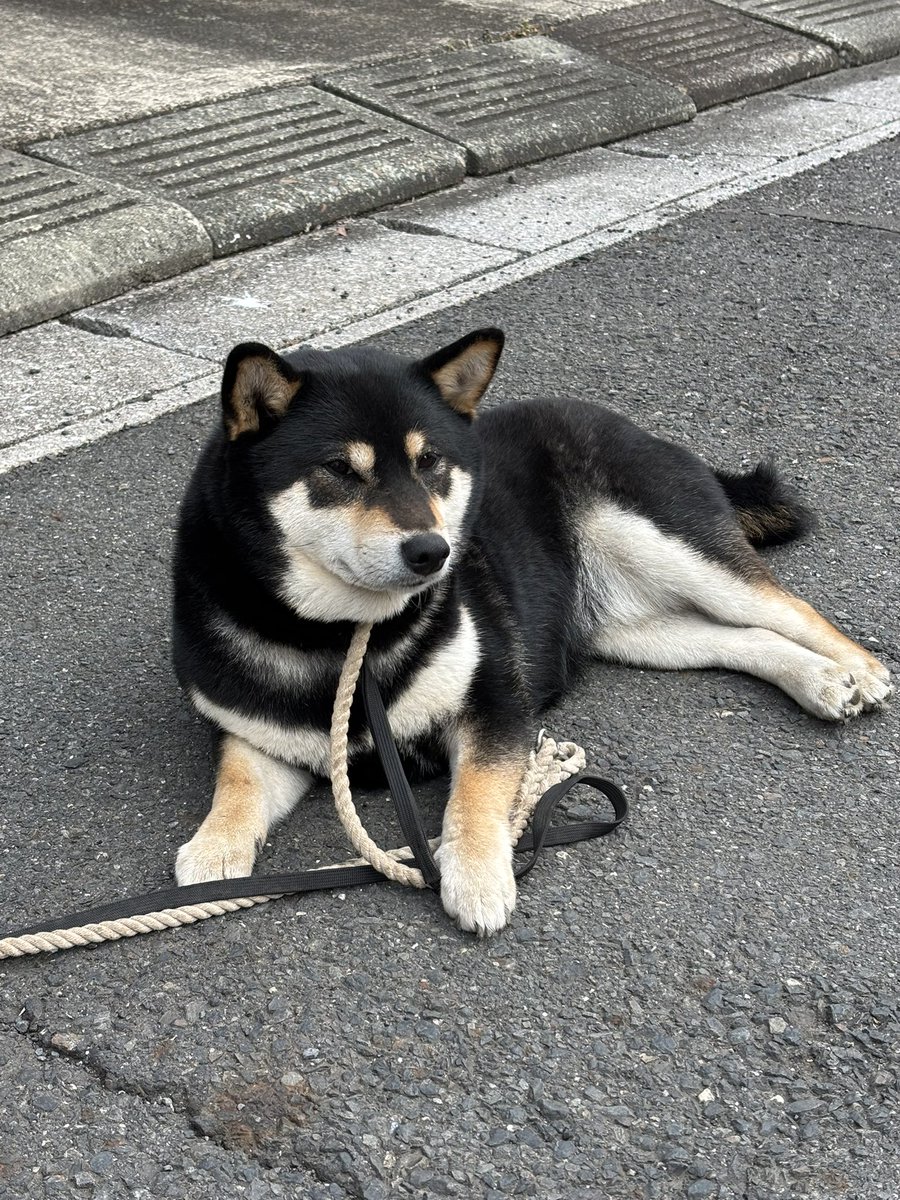 美丈夫かおる tweet media