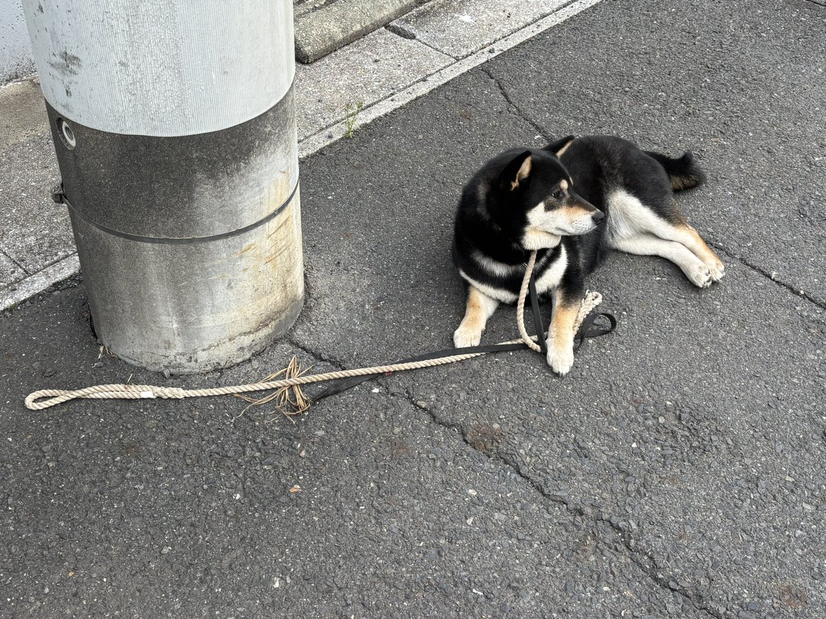 美丈夫かおる tweet media