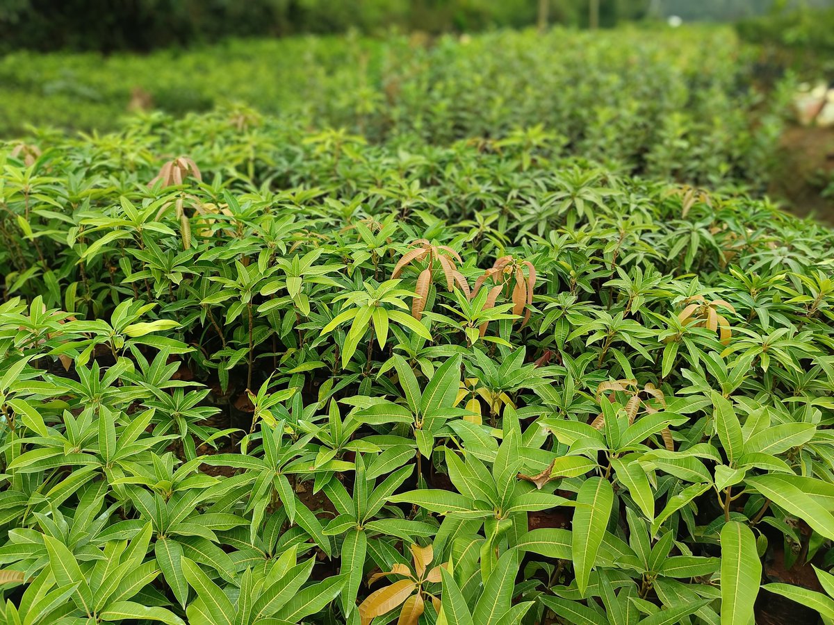 You order , we deliver 

Visit mynzagric.com  today and discover: ✅ High-yielding Grafted fruit seedlings (mango, avocado, orange, passion, tree tomato, apple, and more)
✅ Affordable, easy-to-install drip irrigation kits (perfect for 1/8 acre up to many acres)
✅