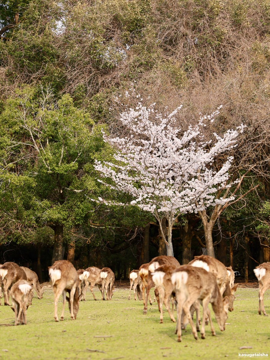 春日大社 kasugataisha shrine tweet media