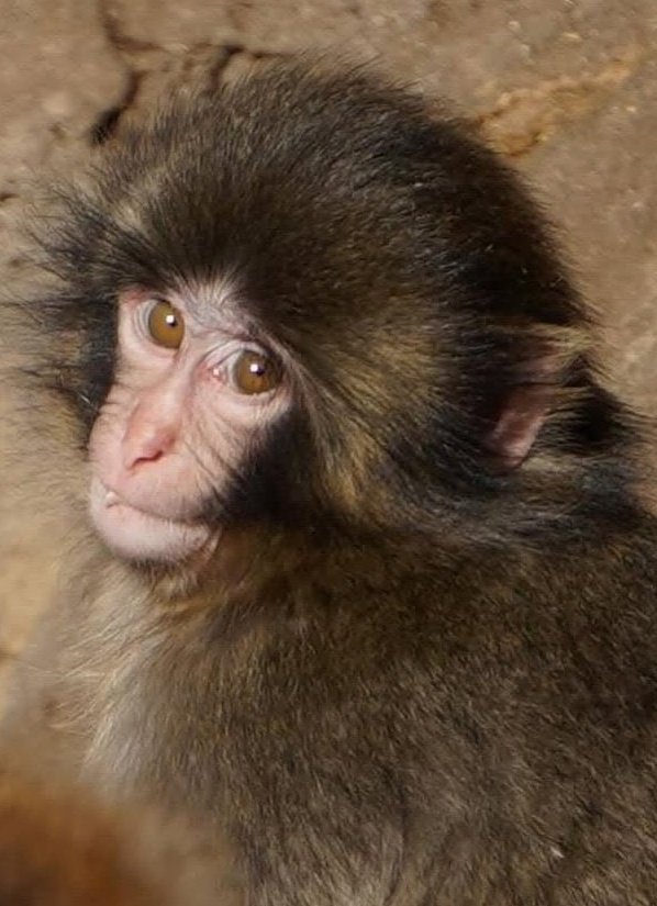 Le mie 4 personalità