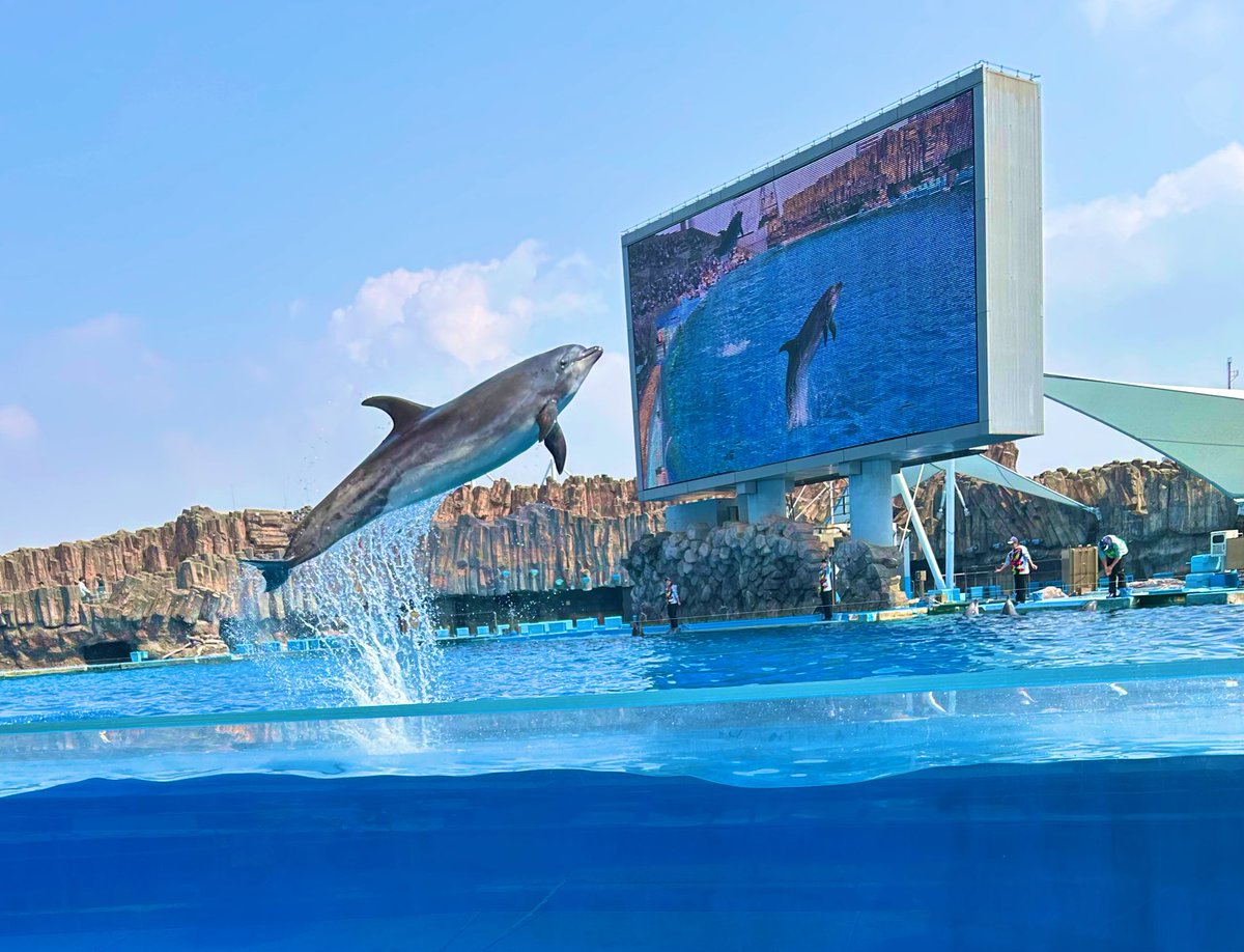 moffuru4's tweet photo. 名古屋港水族館行った
イルカもシャチもペンギンも可愛い

少し見ない間にお土産コーナーで潜水服の男たちが大量グッズ化されていた； https://t.co/5BzItSmF8G